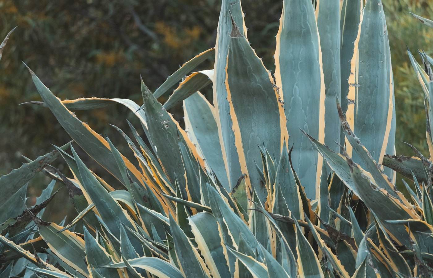 Agave planting