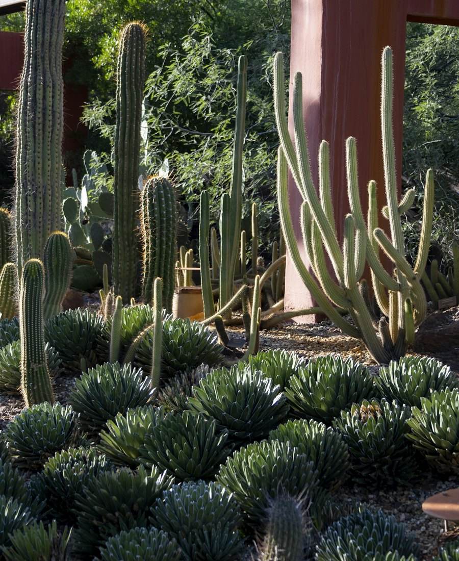 Cactus and agave garden