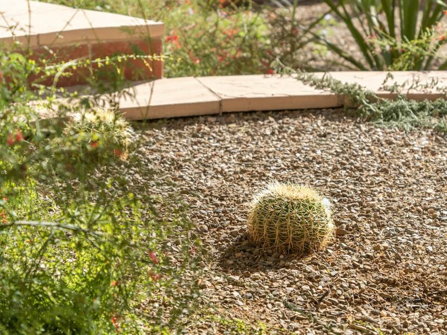 Desert landscaping with gravel, cactus and stone borders