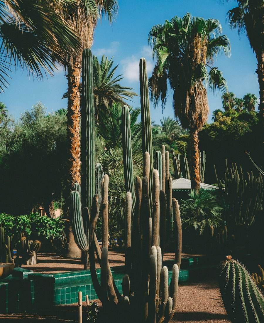 Palms and tall cactus